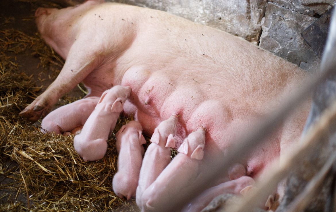 El Ciclo Reproductivo en Cerdos: Clave para la Productividad y el Bienestar de tu Granja